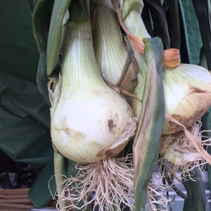 畑から直送新玉ねぎ80ｻｲｽﾞ箱いっぱい瑞々しさなら今！葉付き(13～20玉