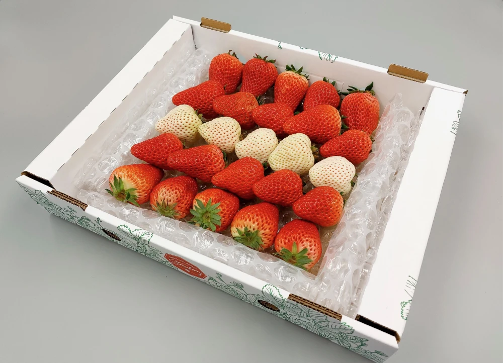 特化】いちご苗100株セット