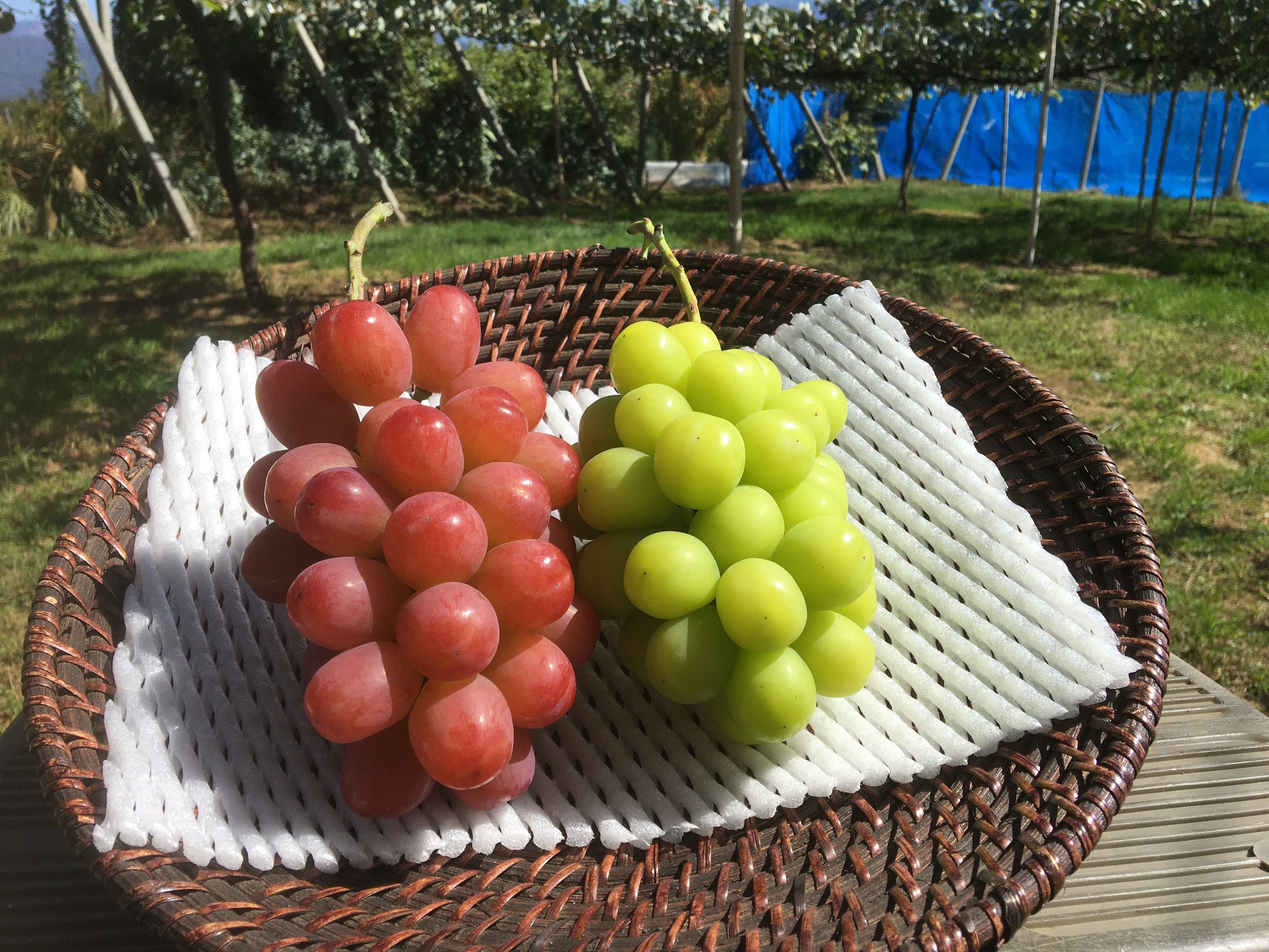 クイーンルージュの産直通販・お取り寄せ商品｜ポケットマルシェ｜産地