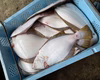 秋田県産‼️活締め　天然ヒラメBOX‼️　鮮魚［2025リミテッド］