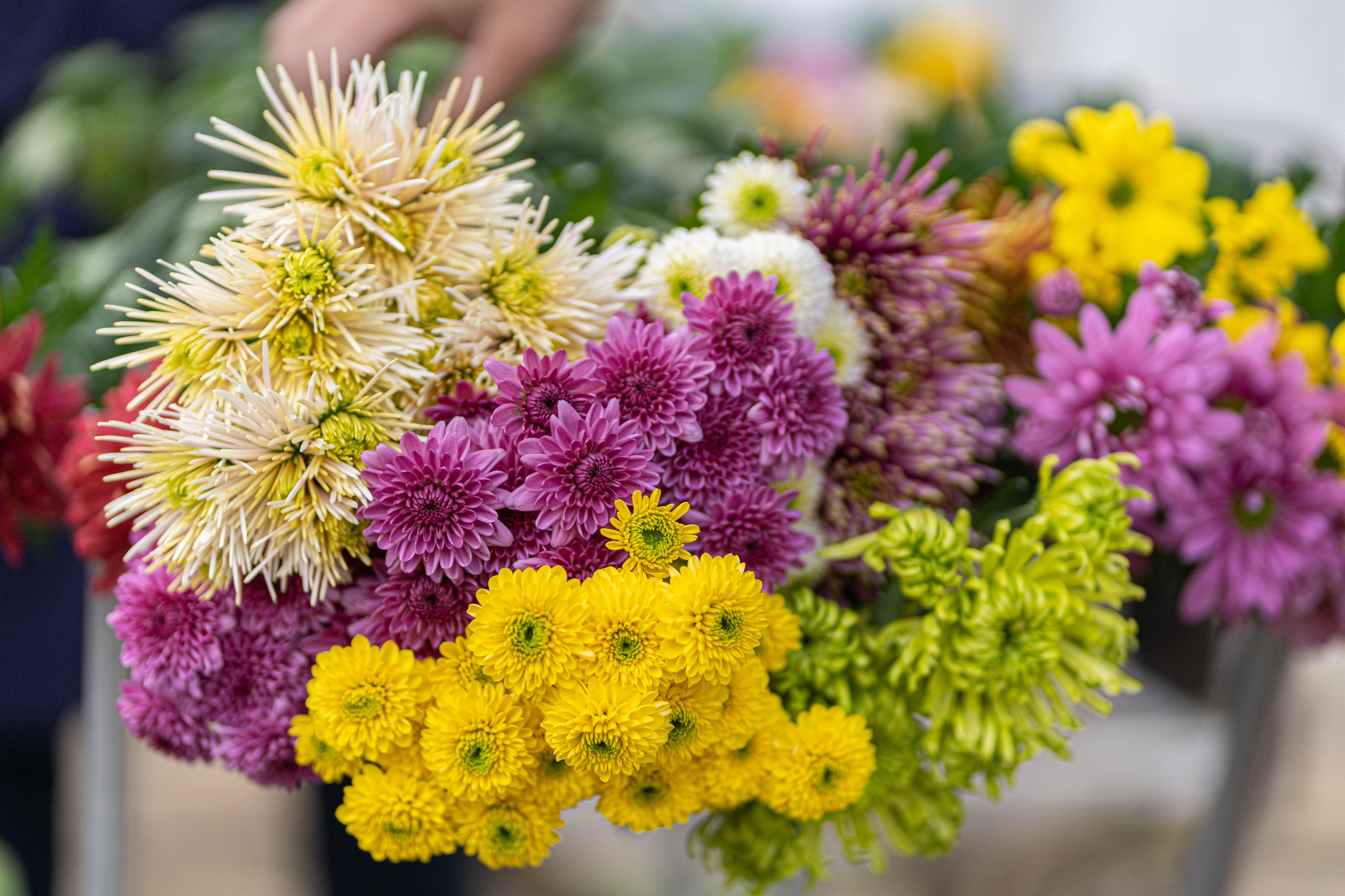 佐賀県唐津市｜千喜田花卉園｜千喜田直也さんの生産者プロフィール
