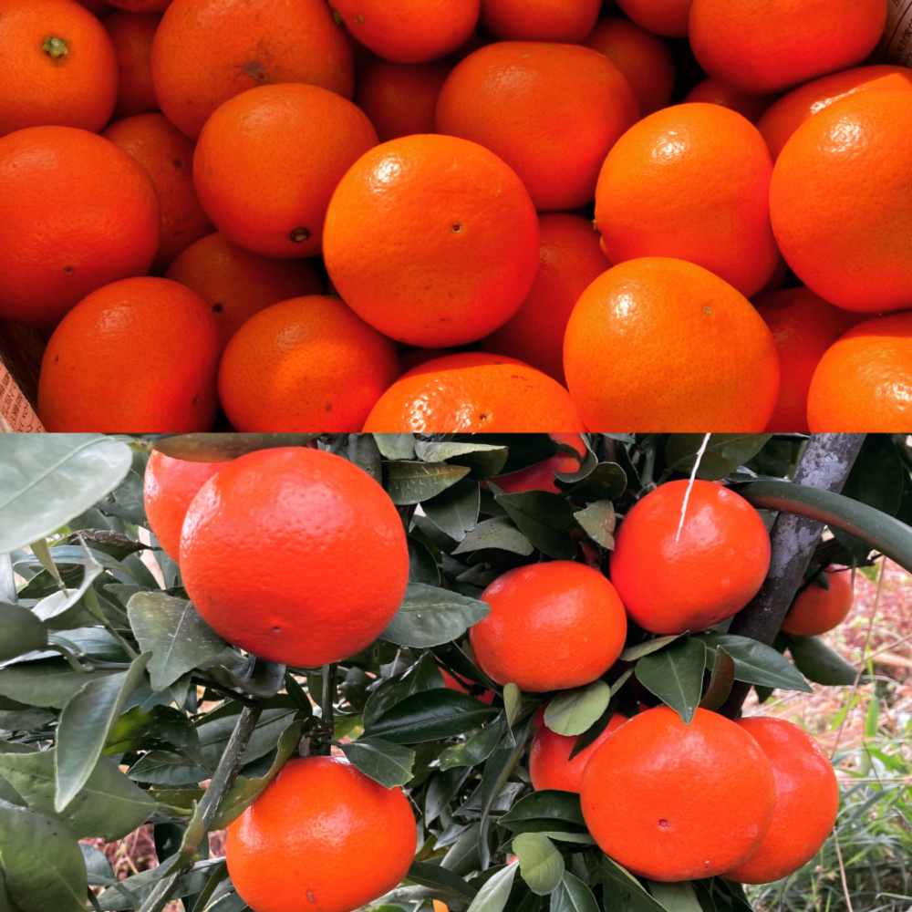 希少！数量限定 新品種みはや お試し｜みかんの商品詳細｜ポケット