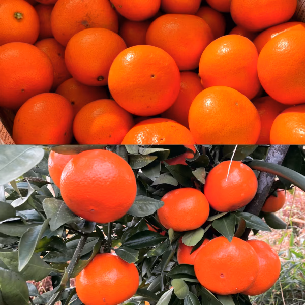 希少！数量限定　新品種みはや　　お試し