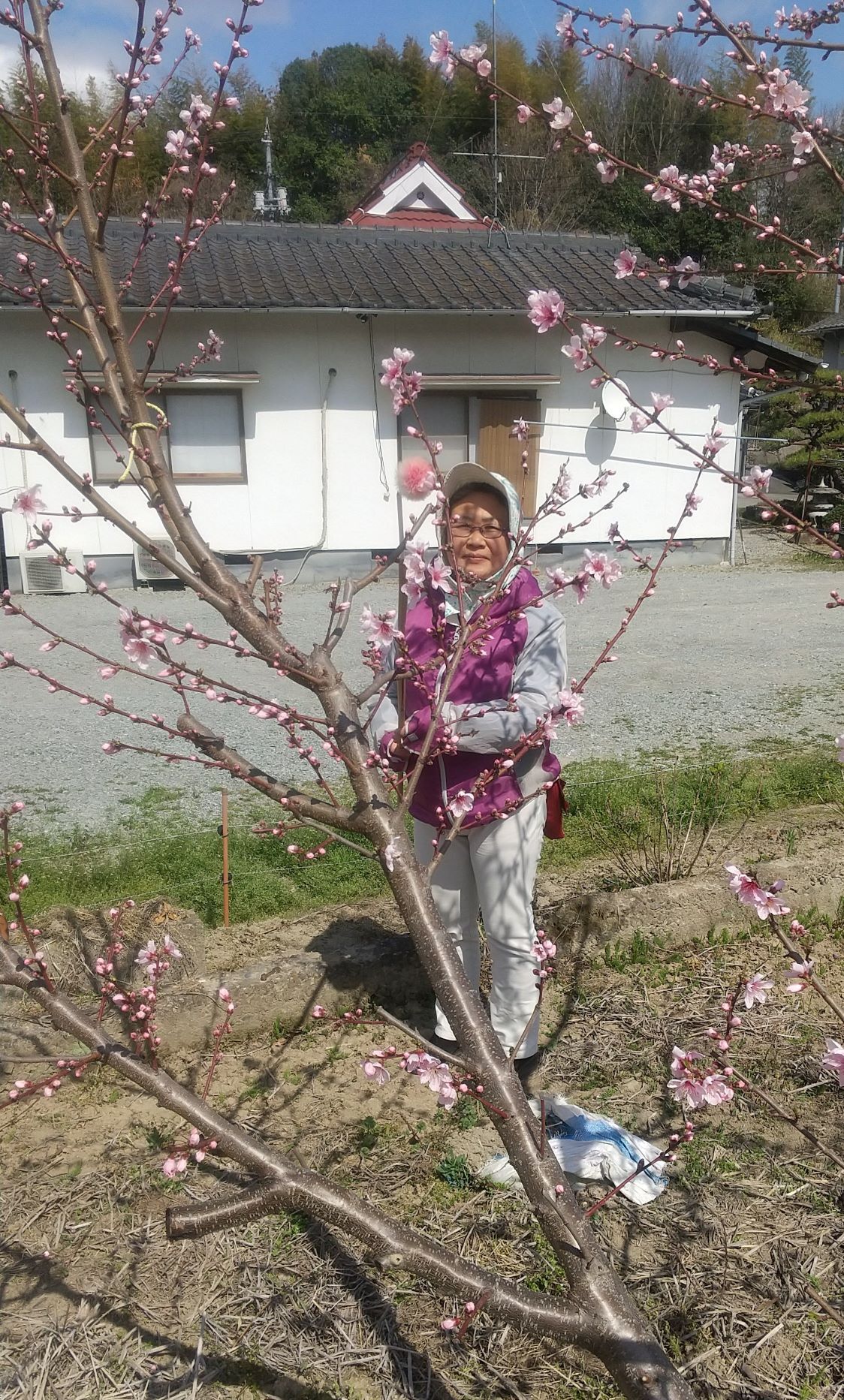 90 Off 花一 白桃2つ割り 425g