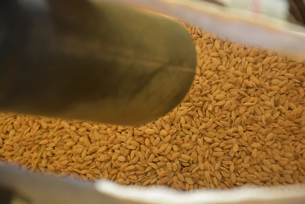 2022年 朝日米玄米 たけ爺ブランド米 栽培期間中無化学肥料・無