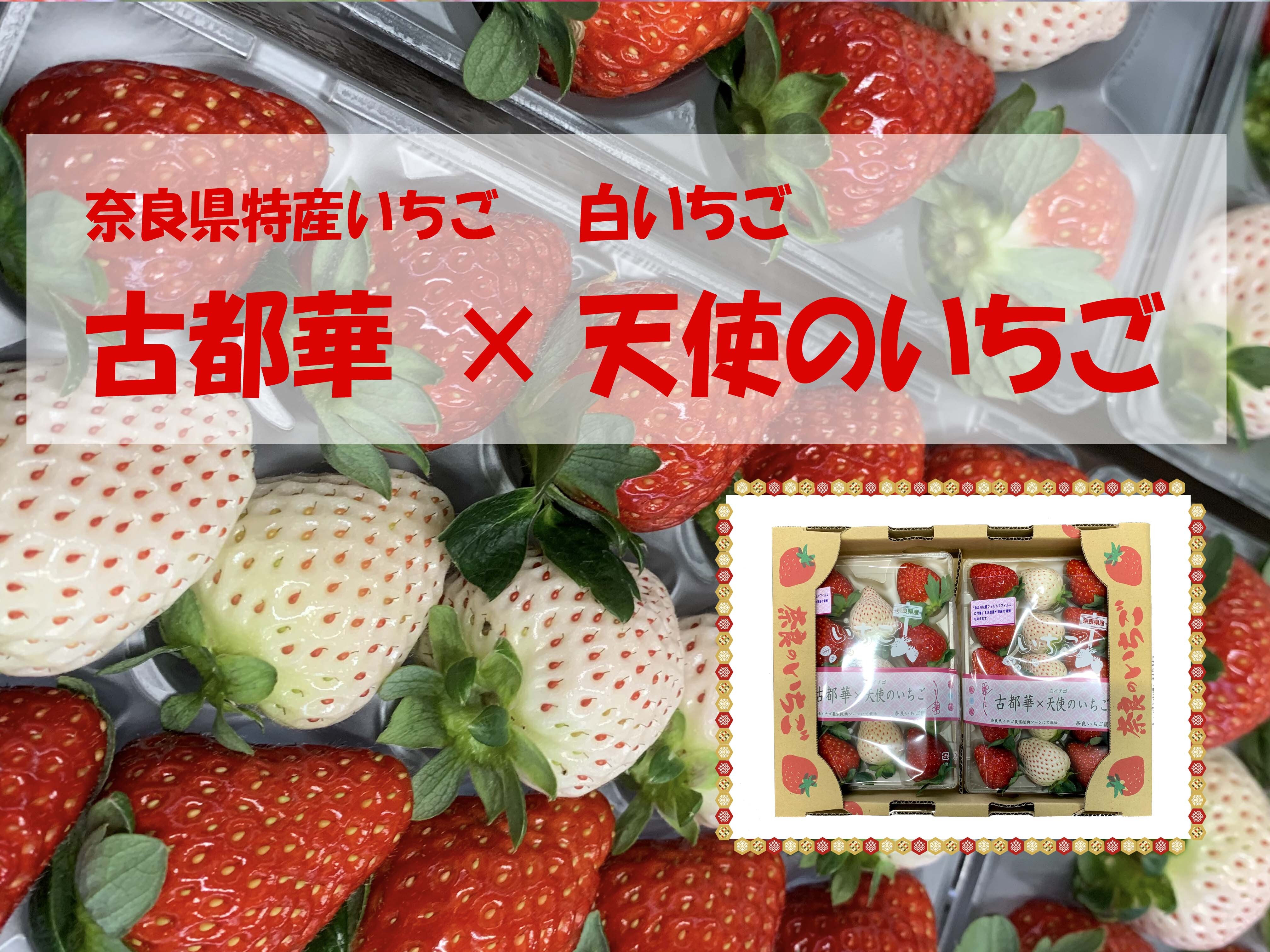 古都華 天使のいちご 8 15粒 270 3ｇ 2パック 家庭用 農家漁師から産地直送の通販 ポケットマルシェ