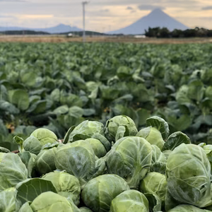 芽キャベツ(知覧茶を使った堆肥で育てた)シーズン終了間際