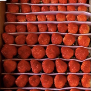 【インスタフォロワー限定】お1人様1回限り！訳ありお買い得！サイズお任せ！