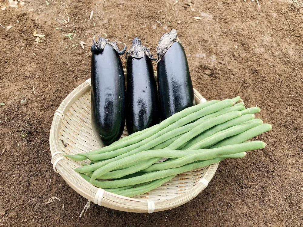 【期間限定セット！】お買い得品 ナスとインゲンのセット (2キロ)
