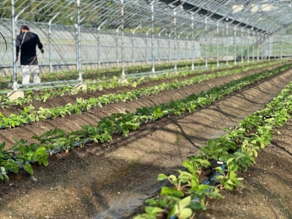 厳しい猛暑、雨不足...この夏を乗り切った生産者さんより🧑‍🌾】生産