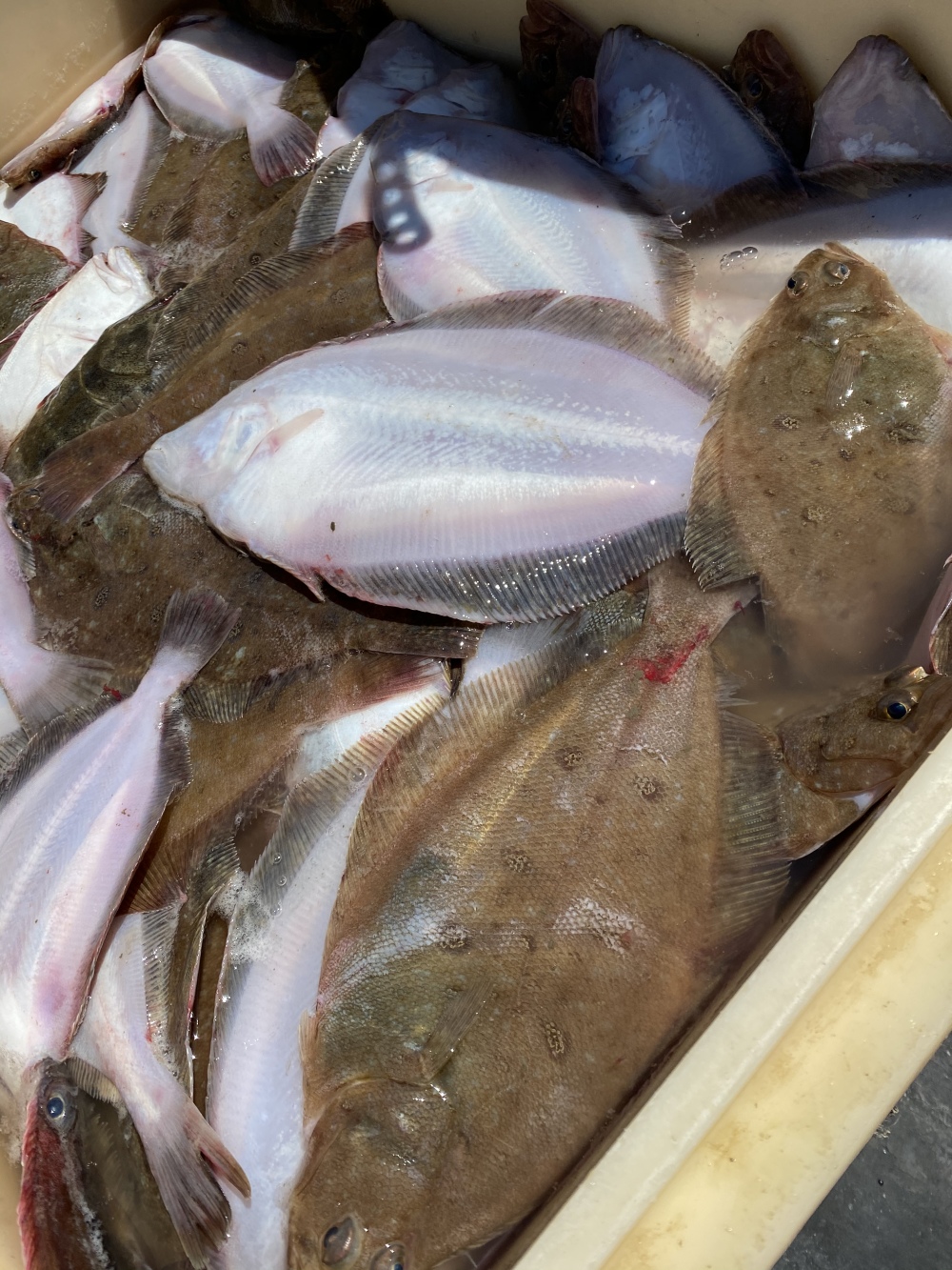 子持ち水ガレイ ムシガレイ 農家漁師から産地直送の通販 ポケットマルシェ