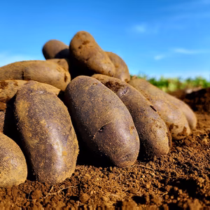 ねっとり系のじゃがいもシャドークイーン!!