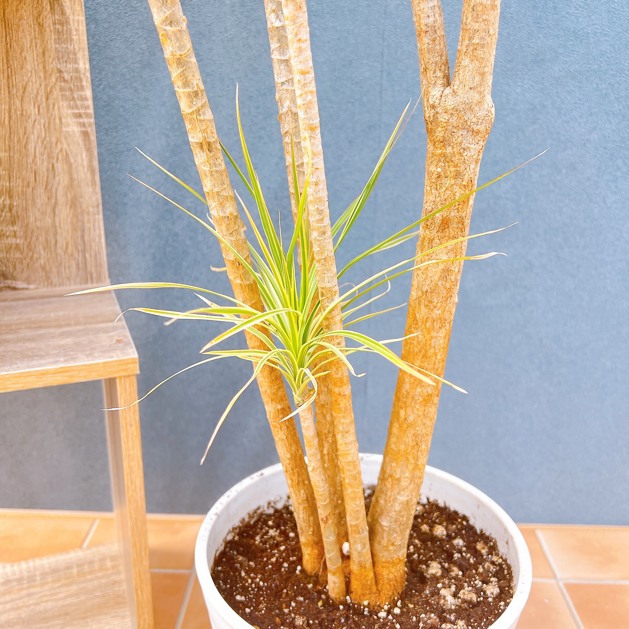 在庫販売】 ドラセナ コンシンネ ホワイボリー 観葉植物 特大