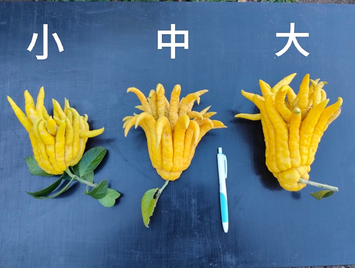 小】縁起物の珍柑橘・仏手柑！お正月飾りやマーマレードに｜香酸柑橘類