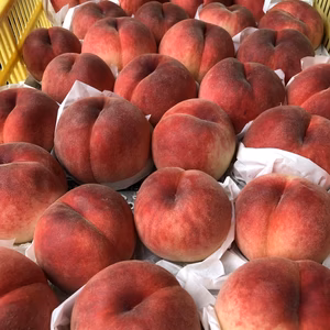 飛騨桃３㎏（白鳳）ちょっとおぞいものセレクション