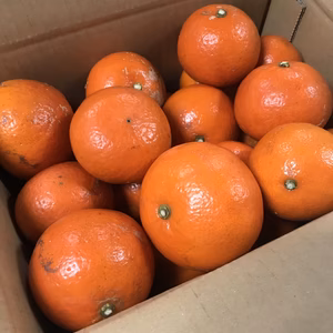 甘い　夕焼け(みはや)みかん