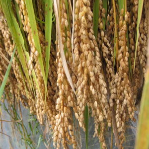 【新米】令和７年産☆ササニシキ白米10kg天日干し自然栽培