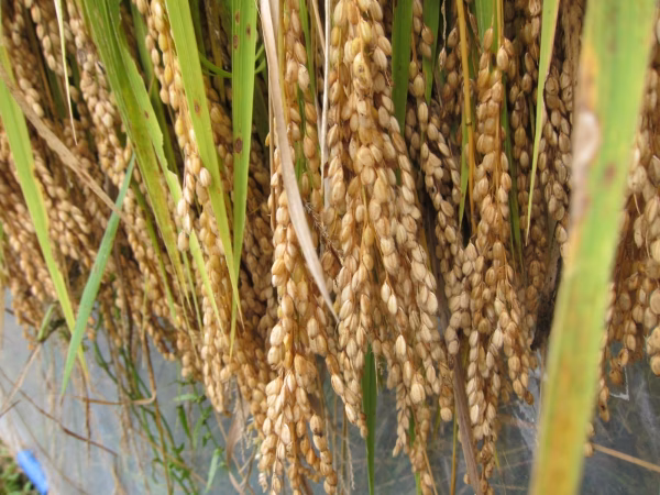 【新米】令和７年産☆ササニシキ白米10kg天日干し自然栽培