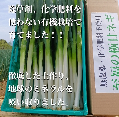 【7周年福袋】10％増量❗【朝採り即日出荷❗️】～至福の極甘ネギ～【無農薬栽培】