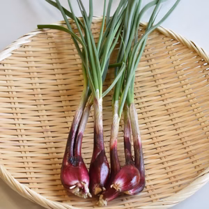 和らぎ農法　ハイブリッド赤らっきょう（玉ねぎ×らっきょう）（1袋）