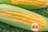 【予約限定割引】トウモロコシ「味来（みらい）」13本【6月中旬以降発送予定】