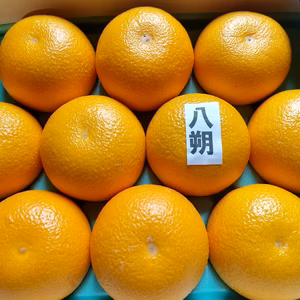 ちょっと小さめな はっさく Ｍサイズ おまけ付き