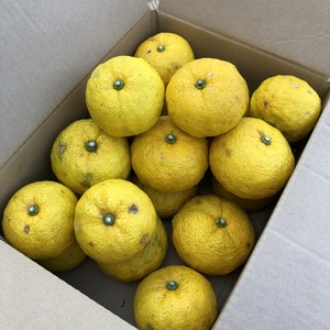 無農薬柚子玉（5ｋg）（10kg）11月出荷予定