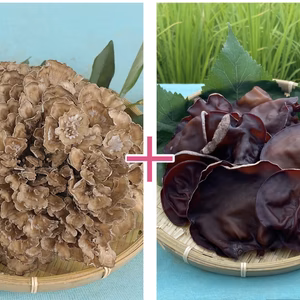 花咲く舞茸2株、キクラゲ500gのセット
