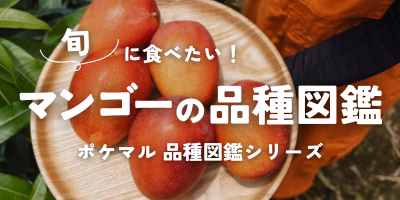 マンゴー品種の特徴とおすすめの食べ方