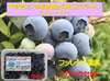 東京農工大学名誉教授「横山正ブランド」ブルーベリー：北方系新鮮果実詰め合わせ