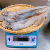 釣り立て❗️❗️数量限定❗️白イカ(ケンサキイカ)