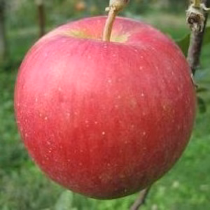 特大シナノスイート5ｋｇ入箱