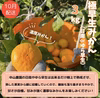 温州みかん定期便【贈答用】✳︎2026/10月〜2027/1月