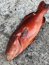 【魚突き】傷あり割引き　鹿児島県竹島のスジアラ2.7kg 鱗、下処理済み