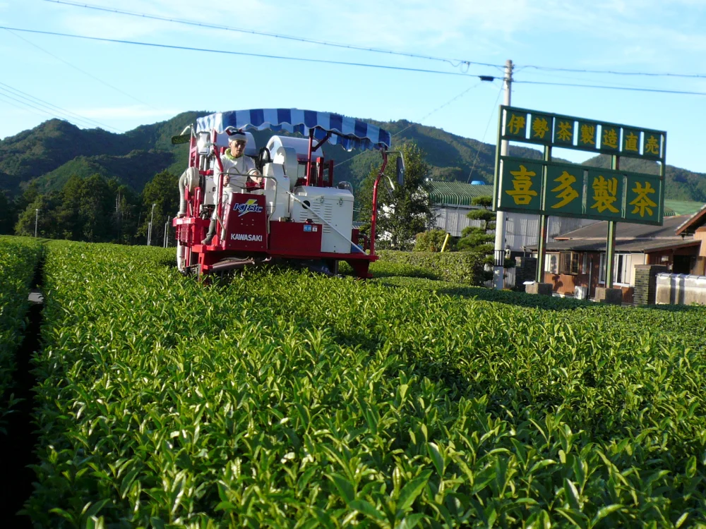 外宮奉納茶葉◎全国第3位◎伊勢特上茶100g入り3袋