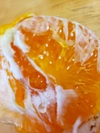 甘平　激ウマの柑橘　1月予約