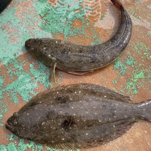 【ゲリラ出品！】東京湾横須賀産　弥春丸が選んだ『厳選活魚』