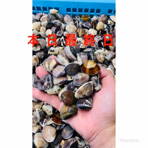 小型はまぐり　砂抜き済み　1kg（75〜85個）