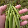 農薬・化学肥料なしのスナップえんどう 1kg