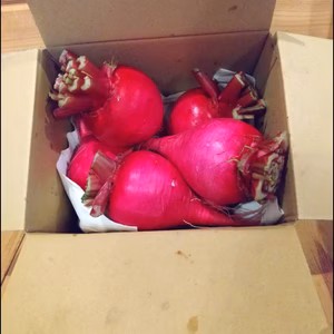 送料無料‼️寒締め赤カブ愛真紅3号(60サイズダンボール6～12個入り)約3kg