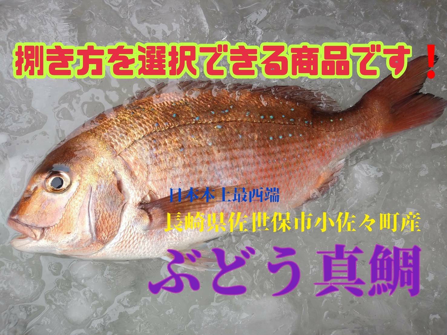 コロナ特売 活〆日本本土最西端の海で大切に育てた真鯛 魚介類の商品詳細 ポケットマルシェ 産直 産地直送 通販 旬の果物 野菜 魚介をお取り寄せ