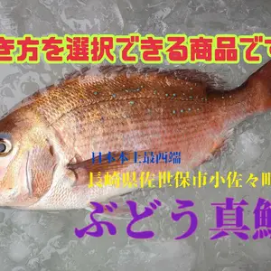 コロナ特売❕活〆日本本土最西端の海で大切に育てた真鯛