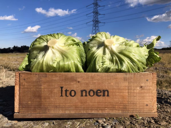 超新鮮！袖ヶ浦産シャキシャキレタス！！