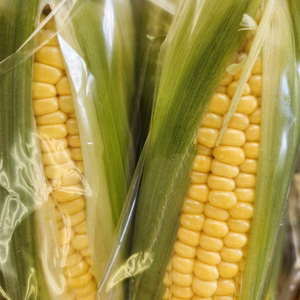 毎年大好評！！安西農園の生食出来て甘いトウモロコシ(味来)