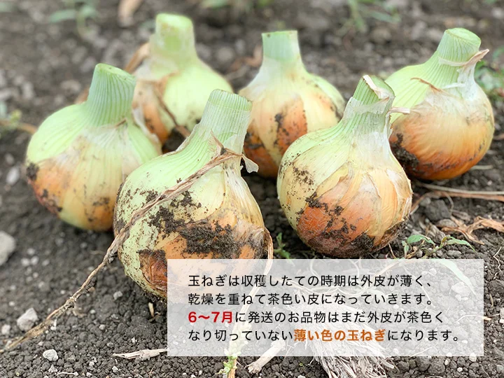 【大玉】淡路島産たまねぎ 特別栽培 兵庫県認証食品 レシピ付き 令和4年収穫分