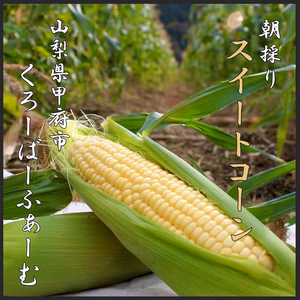 朝採り【新鮮】とうもろこし 山梨の農家から直送 クール冷蔵便