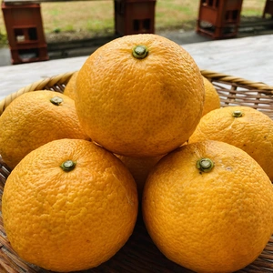 【果汁たっぷり幻の柑橘】完熟柚香“ゆこう”　有機JAS