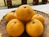 【果汁たっぷり幻の柑橘】完熟柚香“ゆこう”　加工用（傷等あり）　有機JAS