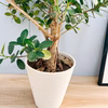 ［在庫］　パンダガジュマル 8号　室内　レア　ゴムの木　多幸の木