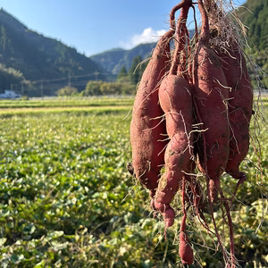 【紅あずま】熟成１ヶ月超！　栽培期間中農薬不使用